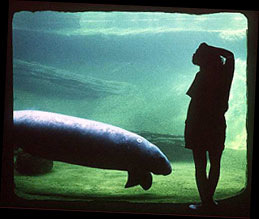 Dugong