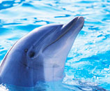 Delfin