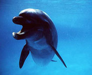 Flasknosdelfin